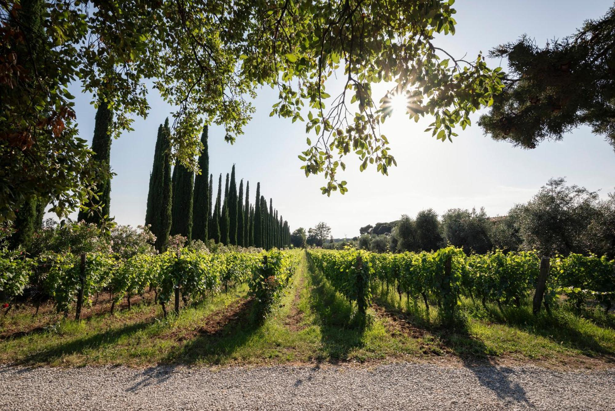 Agriturismo Tra Gli Ulivi, Chiappini Winery Bolgheri Exterior photo